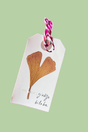 etiqueta manila de gingko